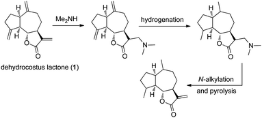 Synthesis of amino-derivative of dehydrocostus lactone (1) as a protection strategy for the α,β-unsaturated enone.