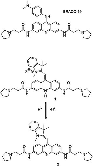 Structures of the G-quadruplex binding ligand BRACO-19 and the pH-sensitive monomethine cyanine dye 1.