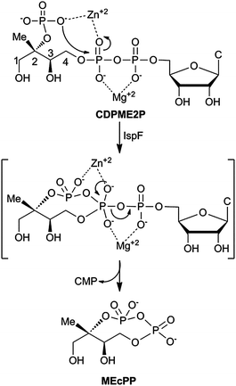 IspF-catalyzed conversion of CDPME2P to MEcPP. C = cytosine.
