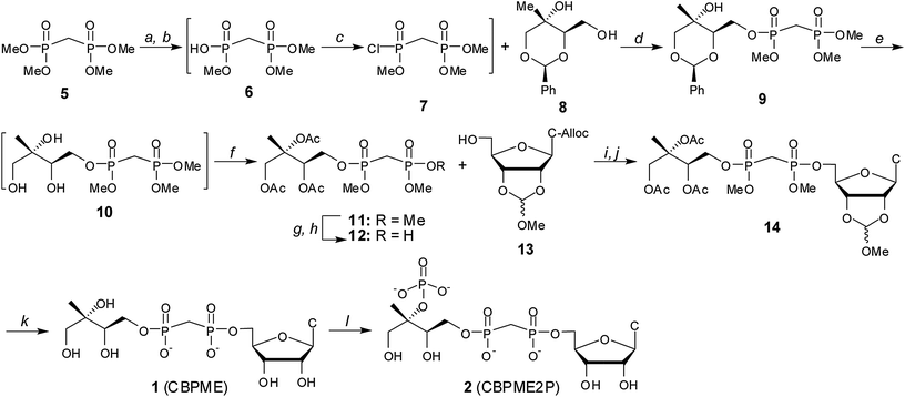 Synthesis of stable substrate analogs 1 and 2. Conditions: (a) PhSH, iPr2Net, 12–14 h; (b) DOWEX 50WX8 H+ form; (c) (CH3)2CC(Cl)N(CH3)2, CH2Cl2, 40 °C; (d) iPr2Net, DMAP, 51–65% over 3 steps; (e) Pd–C, H2 (g), MeOH: (f) Ac2O, iPr2NEt, DMAP, 72–82% over 2 steps; (g) PhSH, Et3N; (h) DOWEX 50WX8 H+ form, 76%; (i) Ph3P, DIAD, THF, 62–78%; (j) PD(Ph3P)4, pTSO2Na, THF/ddH2O, 88–94%; (k) (i) PhSH, Et3N, DMF, 70 °C, 9d, (ii) MeOH/H2O, pH 2.0, 24 h, (iii) 2 : 1 : 0.5 MeOH : H2O : Et3N, 18 h, 39%; (l) IspE, ATP, PEP, PK, 1 h, 43%.