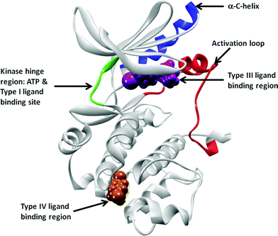 Schematic representation of Type III and Type IV binding pockets. The cMET crystal structure in DFG-in, α-C-helix-out conformation (pdb id: 3EQG) is to used highlight these pockets. The protein kinase is shown in grey, with the hinge region connecting the N- and the C-loops in green. ATP, Type I, II and kinase inhibitors have one to three hydrogen bond interactions with the hinge residues and extend into various pockets nearby (not highlighted here). Type III inhibitor (PD-325089) binding at the allosteric pocket, adjacent to the ATP pocket, is represented by magenta van der Waals surface. The region where the Type IV inhibitor GNF-2 binds, the myristoyl pocket in cAbl, is shown in this cartoon representation using a russet surface. The activation loop between the DFG and PE sequences are colored in red, and the α-C-helix is represented in blue.