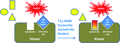Schematic representation of the second-site screening approach using PRE of a non-ATP site binder by the spin-labeled ATP site binder.