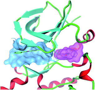 Co-crystal structure of an ITK inhibitor binding simultaneously to two distinct sites on the kinase. Blue surface: compound in ATP binding pocket; Pink surface: compound bound simultaneously to adjacent pocket.