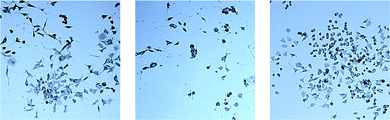 Micrographs of the incubated PC-12 cells: 12d 20 μM (left), NGF positive control (middle) and DMSO blank (right).