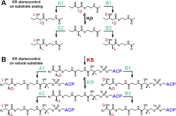 KR stereocontrol. (A) Reduction assays with the substrate analog (±)-2-methyl-3-oxopentanoyl-S-NAC have been employed to study how stereocontrol is mediated by KRs. Many isolated A1-, A2-, B1-, and B2-type KRs retain a high degree of stereocontrol reducing this small molecule. Epimerization is catalyzed by water. (B) Within an intact PKS, an α-substituted intermediate is presented to a KR as d-α-alkyl-β-ketoacyl-S-ACP. A1- and B1-type KRs will reduce this substrate, while A2- and B2-type KRs must await a KR-catalyzed epimerization reaction (this activity is necessary as the d-α-substituent is otherwise configurationally stable) before reduction can proceed.