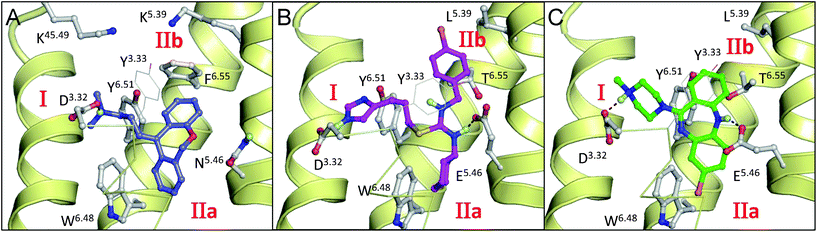 Binding modes of doxepin in the H1R co-crystal structure23 (A), and clozapine4 (B) and VUF 5228 (ref. 2) (C) in (ADRB2 crystal structure34 based) H4R homology models. Compounds and pocket residues are depicted as ball-and-sticks, whereas for clarity Y953.33 is shown as lines. H-bonds between the ligand and pocket residues are represented as black dotted lines. The backbone TM helices 5, 6, and 7 (right to left) are presented as yellow helices. Helix 3 is presented by yellow ribbons. Subpockets I, IIa and IIb are labeled in red.