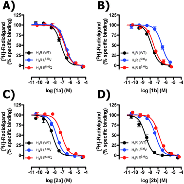 Radioligand displacement curves of ligands 1a (A), 1b (B), 2a (C), 2b (D) on H4R WT (), H4R-L5.39V (), H4R-E5.46Q (). E5.46Q binding studies were performed with the radioligand [3H]-JNJ 7777120, whereas [3H]-histamine was used for H4R and L5.39V. Data shown are representative specific binding curves of at least two experiments performed in triplicate. Error bars indicate SEM values. To enable a better visualization of the pKi shifts, each curve is corrected for the respective radioligand concentration and Kd values.