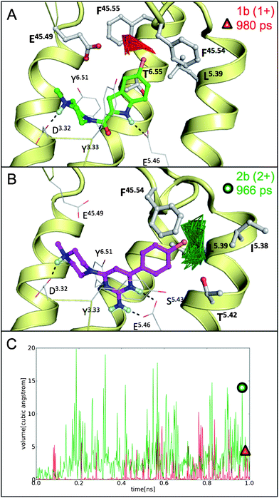 Representative snapshots of MD simulations starting from pose 1 in the H1R-based H4R model showing the pocket volume within 3.5 Å of the chlorine atom of ligand 1b (red, A) and ligand 2b (green, B). The snapshots presented in panels A (red triangle) and B (green circle) are indicated in panel C, showing pocket volumes within 3.5 Å of the chlorine atom of ligand 1b (red) and double-protonated ligand 2b (green) along the full 1 ns MD trajectories.