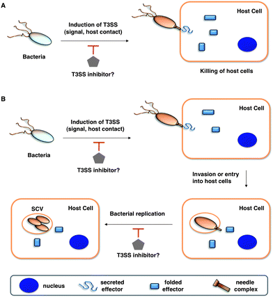 Potential anti-virulence strategies with small molecule inhibitors of T3SSs in Gram-negative bacterial pathogens. (A) T3SS effectors that kill the host cells (for example, in Pseudomonas aeruginosa with translocation of ExoU). (B) T3SSs allow entry and replication in host cells. Legends are indicated in the bottom grey box.