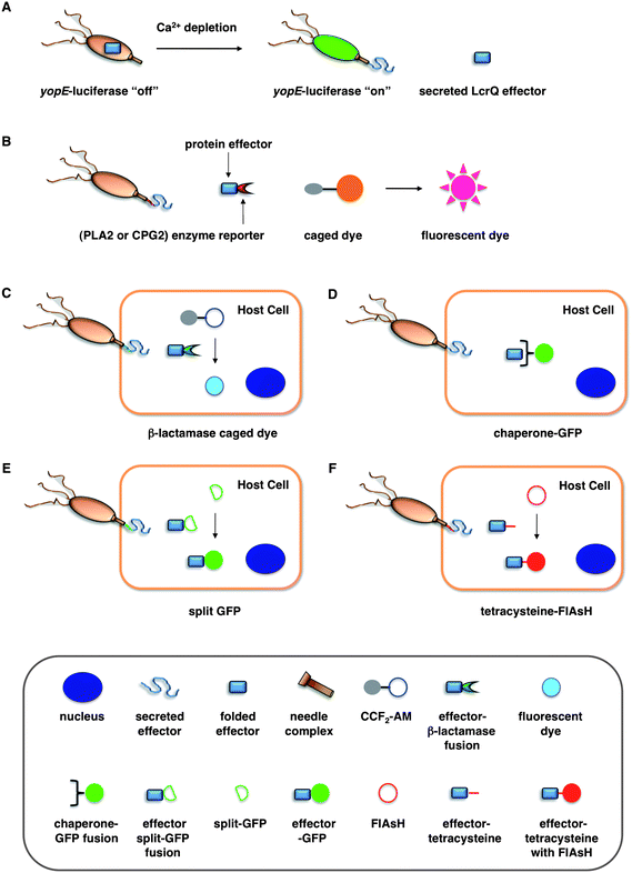 Assays for bacterial effector secretion and HTS. (A) Whole cell HTS using a Yersinia pseudotuberculosis (yopE:luxAB) strain21 that utilizes a transcriptional readout linked to secretion. (B) Whole-cell HTSs were performed using an effector-enzyme fusion where the enzymatic activity can be monitored by fluorescence.38,41 (C) A bacterial effector is fused with β-lactamase (βla) that cleaves a βla-sensitive FRET probe, CCF2-AM, in the host cells. (D) GFP-labeled chaperones were used as probes to visualize translocation of bacterial effectors by imaging effector accumulation in the cytosol of the host cells. (E) Upon T3SS effector translocation, the association of the two fragments, small 13-amino-acid 11th strand of the GFP β-barrel and the complementary fragment of the first 10 GFP strands, leads to GFP fluorescent tagging of the effector population in the host cells. (F) The fluorescein-based biarsenical dye FlAsH in the host cells allow the labeling of effectors with a genetically encoded sequence containing the tetracysteine repeat motif as the tag. Legends for C–F are indicated in the bottom grey box.