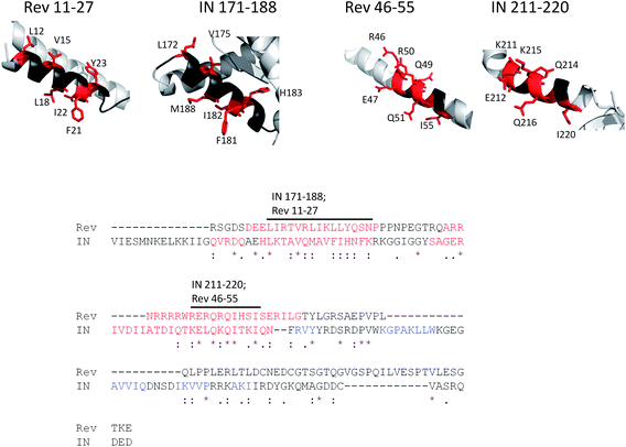 The similarity between the binding motifs of IN and Rev. (A) Sequence alignment (bottom) generated by both MAFFT64 and TCOFFEE65 aligned the sequence of Rev to the C-terminal part of IN. Letters representing residues of α-helices are colored red, and of β-sheets are colored blue. The structure of the C-terminal part of Rev from residue 66 was not determined since this part is intrinsically disordered. Two labeled stretches of residues in the alignment correspond to two sequentially similar α-helices of IN and Rev (top). One helix is IN 171–188/Rev 11–27 and the second helix is IN 211–220/Rev 46–55. Identical and highly similar residues that may contribute to binding are colored red and represented as sticks.