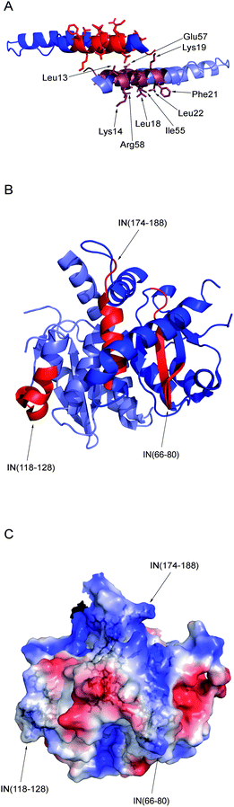 The structures of Rev–IN interacting domains. (A) Crystal structure of a Rev dimer, taken from pdb 2x7L.51 The exposed residues of the bottom monomer are indicated. (B) Crystal structure of the IN catalytic core domain dimer, taken from pdb 1ex4.67 For clarity, each domain is highlighted only in one of the monomers. (C) Surface charge density plot for the IN catalytic core domain. Blue – positive charge; red – negative charge. The peptides IN 66–80, IN 118–128 and IN 174–188 are shown as sticks and labeled.