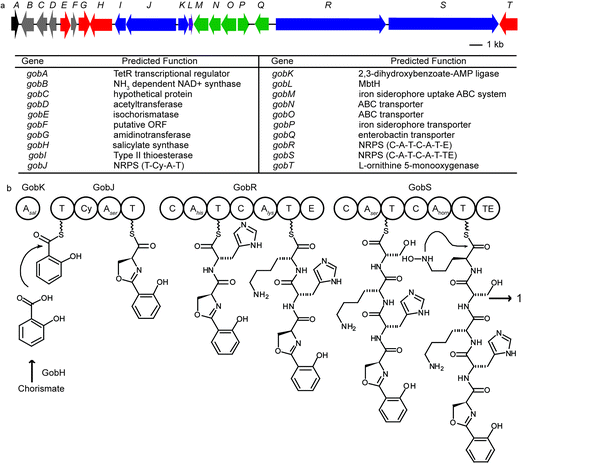 (a) Annotated gob gene cluster responsible for gobichelin biosynthesis. (b) Proposed biosynthetic mechanism for gobichelin A: A, adenylation domain; T, thiolation domain; Cy, cyclization domain; C, condensation domain; E, epimerization domain; TE, thioesterase.