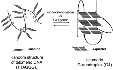 Induction of G-quadruplex formation on telomeric DNA by monovalent cations or G4 ligands.