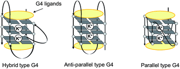 Schematic illustrations of representative G4 topologies.