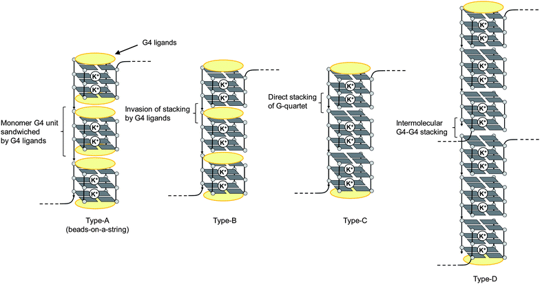 Schematic illustrations of some possible intramolecular (types A–C) and intermolecular (type D) higher-order G4 structures of long telomeric DNA.
