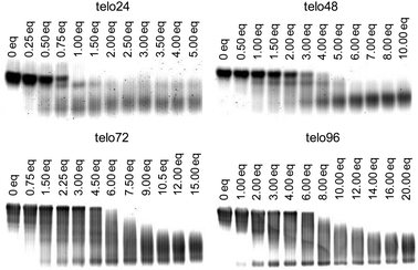 Evaluation of the interaction of telomeric DNAs (telo24, telo48, telo72, and telo96) with L2H2-6OTD (2).