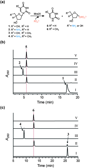 Activity of Mra20 with 2′-deoxynucleosides. (a) Phosphorolysis reaction catalysed by Mra20. (b) HPLC analysis following a 1 h reaction using 1 without Mra20 (I), 1 with Mra20 (II), 2 without Mra20 (III), 2 with Mra20 (IV), and authentic 5. (c) HPLC analysis following a 1 h reaction using 3 without Mra20 (I), 3 with Mra20 (II), 4 without Mra20 (III), 4 with Mra20 (IV), and authentic 6.