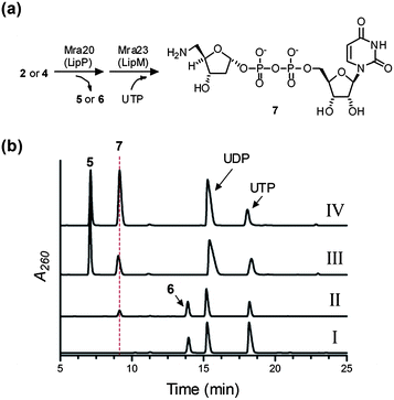 Characterization of Mra23. (a) Enzymatic preparation of the substrate using Mra20, and the reaction catalyzed by Mra23 to generate 7. (b) HPLC analysis following a 3 h reaction starting from 4 without Mra23 (I), 4 with Mra23 (II), a 12 h reaction starting from 2 with LipM from the A-90289 biosynthetic pathway replacing Mra23 (III), and a 12 h reaction starting from 2 with LipM coinjected with purified 7 generated by Mra 23 (IV).