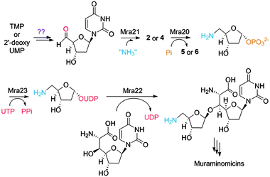 Proposed biosynthetic pathway of the disaccharide core of the muraminomicins.