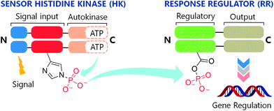 The two-component system signaling (TCS) cascade. Upon detection of an appropriate signal, autophosphorylation occurs at a conserved His residue of the HK, followed by phosphoryl group transfer to an Asp residue of the RR. A typical function for the RR is gene regulation.