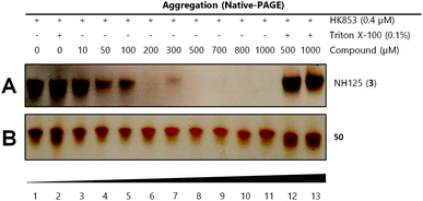 Gel-based aggregation studies using native-PAGE. (A) NH125 (3) induces aggregation of the protein starting at concentrations as low as 50 μM as evidenced by the disappearance of protein bands and (B) compound 50 does not aggregate HK853 even at concentrations as high as 1 mM.