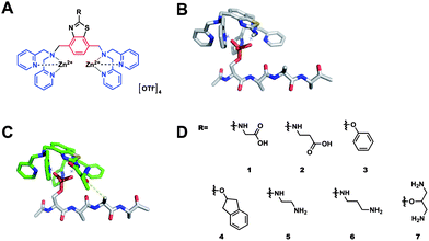 (A) Chemical structure of benzothiazole-based (Zn2+)2–BDPA ligands; (B) and (C) energy minimized structures (HF/6-31G*) of a 2′ substituted benzothiazole (Zn2+)2–BDPA complex bound to AcpSAAA; (D) library of benzothiazole based receptors.