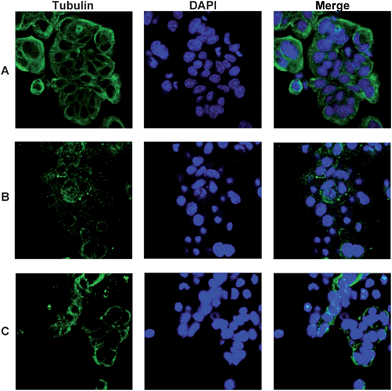 Confocal microscopy showing tubulin, Dm1a (green) and DNA, DAPI (blue). (A) HT29 cells only, (B) HT29 + colchicine (100 nM) and (C) HT29 + 8i (5 μM).