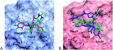 Modeled binding mode of 4c (green) overlayed with: (A) 1b (magenta) in MDM2 (light blue); (B) 1a (purple) in MDMX (pink), binding pockets for p53 residues are indicated.