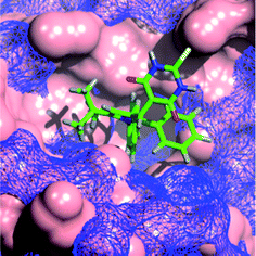 Modeled binding mode of 1,2-diarylpyrrole 11c (green) overlayed with MDM2 (blue mesh) and MDMX (solid pink).