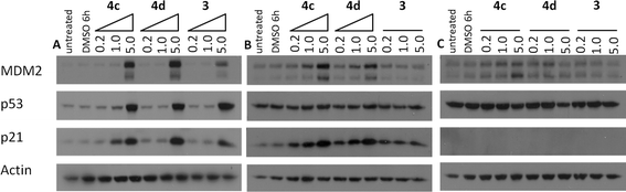 Cellular activity of 3, 4c and 4d for p53 pathway activation detected by western blotting in cell lines treated with increasing concentrations (μM) for 4 h: (A) SJSA-1 cells; (B) A2780 cells; and (C) A2780CP70 cells.