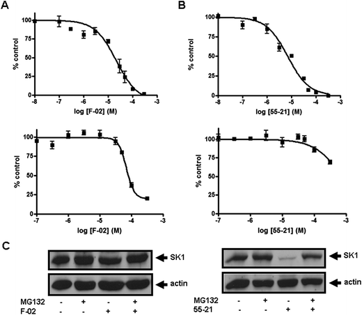 Concentration-dependent inhibition of (A) SK2 activity (upper graph) and SK1 activity (lower graph) by F-02; (B) SK1 activity (upper graph) and SK2 activity (lower graph) by 55-21. Results are expressed as mean of % control ± S.D. of control (n = 3–6); the control is set to 100% and represents the activity with Sph in the absence of inhibitor. The Sph concentrations were 3 and 10 μM, corresponding to the Km of SK1 and SK2, respectively; (C) effect of 55-21 and F-02 on SK1 expression. PASMC were treated with or without MG132 (10 μM, 30 min) before addition of 55-21 (10 μM, 24 h) or F-02 (10 μM, 24 h). Cell lysates were western blotted with anti-SK1 and anti-actin antibodies. Results are representative of three experiments.