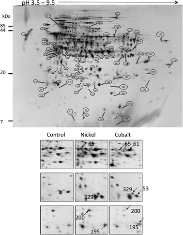 2-DE analysis of the P. putida proteome. Upper panel: total gel image of a 12 h culture soluble proteome of P. putida KT2440 grown in minimal medium supplemented with succinate. Lower panel: proteome comparison after growth in the presence of 75 μM Ni or 35 μM Co. Examples of spots variation are shown. Spots 61: PP_0018, 65: PP_4185, 53: PP_4730, 195: PP_5156, 200: PP_4981, 329: PP_5414.