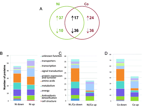 P. putida proteome response to Ni and Co. (A) Venn diagram of common and unique sets of proteins expressed in cells exposed to Ni and Co. The diagram indicates the number of proteins whose synthesis was increased (upward arrow) or decreased (downward arrow) after metal exposure. (B) Functional classification of the Ni-specific proteome. (C) Functional classification of the Ni and Co common proteome. (D) Functional classification of the Co-specific proteome.