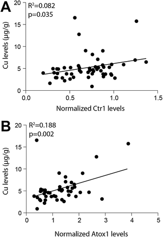 Regression analyses demonstrated a significant association between both normalized Copper transporter 1 (Ctr1) levels and Atox1 levels with copper (Cu) levels in the human brain. Copper transporter levels were quantified by densitometry performed on Western blots and normalized to β-actin levels (used as a loading control). Cu levels were determined by inductively coupled plasma-mass spectrometry.