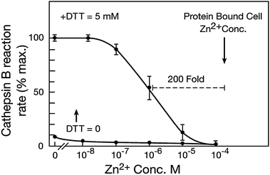 Zn2+ concentration inhibiting cathepsin B under optimal reduction and protonation. Zn2+ was removed from purified bovine cathepsin B by EDTA followed by exhaustive dialysis. The protease was preliminarily oxidized to the presumptive sulfoxide by incubation in air-equilibrated water. Reaction rate was assayed as previously described by standard methods using fluorimetric detection of the hydrolysis of carbobenzyloxy-ArgArg-AMC (previously reported in Lockwood 2010). The inactive enzyme was placed in reaction buffer (optimal pH of 5.5) containing the indicated Zn2+ concentrations; and substrate was added. A low activity of the oxidized enzyme was observed (bottom trace). DTT reducing agent (5 mM) was then added to the same reactions; and the reaction rate was again measured. These measurements reveal that a low concentration of Zn2+ preemptively inhibits cathepsin B in the presence of excess DTT activator and optimal pH. Thus, Zn2+ can be an overriding factor limiting the peptidolytic mechanism. Findings were indistinguishable with several L type CysHis cathepsins from various species. Zn2+ concentration bound to cell proteins. Gross, protein-bound Zn2+ concentration per unit of cell volume was measured in perfused myocardial tissue by standard methods using atomic absorption after complete acid hydrolysis of proteins (Lockwood 2010). Extracellular fluid was preliminarily replaced by Zn2+ free perfusion; and results were corrected for extracellular volume. The protein-bound Zn2+ concentration/unit cell volume (200 μM) is 200–2000 times the range of Zn2+ concentrations that inhibits CysHis proteases (0.1–1.0) μM or less. However, DTT binds added Zn2+ and decreases its inhibitory potency (see text). Without DTT, Zn2+ partially inhibits at the lowest concentration shown (0.01 μM).