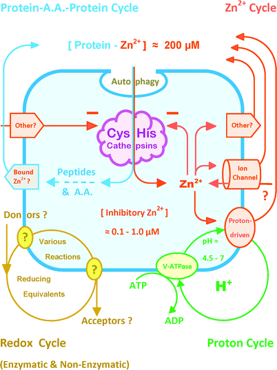 Recognition of four lysosomal cycles for future correlation with CysHis cathepsin activity. The peptidolytic chemistry of Fig. 1 challenges molecular biology to account for lysosomal metal, redox and proton (MR&P) cycles that determine the catalytic environment of CysHis cathepsins. This simplified composite is intended to accommodate future advances in the machinery involved and its integrated control. Following substrate uptake, intra-vacuolar proteolysis liberates a large amount of Zn2+ from macromolecular binding sites; other inhibitory metals might be relevant (see text). Without export, lysosomal Zn2+ would rapidly accumulate to an inhibitory concentration (Fig. 1); and CysHis catalysis would be self-limited. The recycling of released metals from degraded proteins to new proteins might be a rate-determining factor in recycling amino acids into new proteins. The V-ATPase is a major driving force for the export of Zn2+ and other metals via the proton-driven Slc11A1 and other transporters. Conceivable importers and exporters labeled “other” include ATP-binding cassette (ABC) transporters which transport a wide variety of substances that bind Zn2+, e.g. peptides, glutathione, organic cations etc. (and see text). Some TRP channels passively conduct Zn2+ down its electrochemical gradient inward as well as outward. Some TRP channels are phosphorylated or pH dependent; and some rectify conductance. Multiple, enzymatic and non-enzymatic redox reactions might influence CysHis cathepsins. Pathway(s) transferring reducing equivalents into and out of the lysosome are presently unknown. This abbreviated summary excludes such relevant topics as the cystine exporter, cystinosin, GSH/GSSG transport, lysosomal dipeptidase etc. (see text).