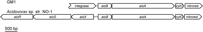 Arrangement of the aio gene clusters in GM1 and the putative arsenite oxidiser Acidovorax sp. str. NO-1.19aioR: encodes response regulator; aioS: encodes sensor histidine kinase; aioX: encodes arsenite-binding protein; aioA: encodes arsenite oxidase large catalytic subunit; aioB: encodes arsenite oxidase small subunit; cytC: encodes putative c-type cytochrome. Acidovorax sp. str. NO-1 accession number: HM357240.1.