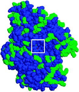 Space-filling homology model of GM1 Aio. The channel to the active site is boxed. Conserved residues between the GM1 and A. faecalis structure are blue; different residues are green.
