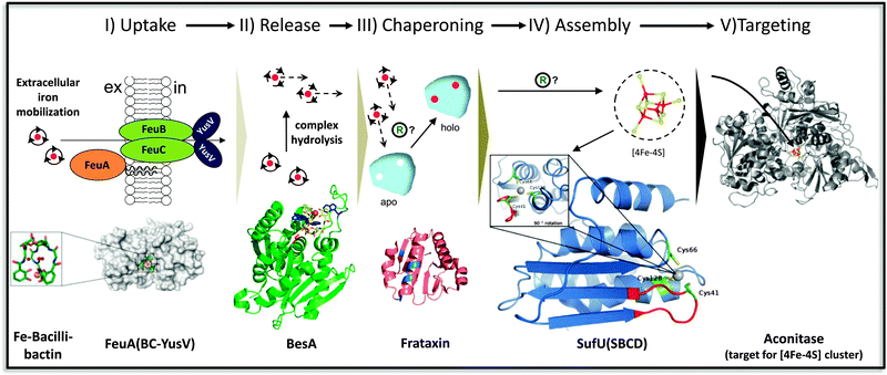 A proposed iron channeling pathway in Bacillus subtilis leading to aconitase maturation. The pathway starts with extracellular iron mobilization by the high-affinity ferric iron chelator bacillibactin (Fe-BB; log Kf = 47.6),172 and proceeds via high-affinity uptake of the ferric bacillibactin complex by the FeuABC-YusV transporter (KD of the FeuA/Fe-BB complex which is 27 nM;173 Fe-BB and FeuA/Fe-BB structures are from PDB entry 2WHY105). Cytosolic hydrolysis of the ferric siderophore complex is catalyzed by the BesA esterase (Km(obs) for Fe-BB is ∼0.5 μM;72 the B. cereus BesA structure from PDB entry 2QM0 [green] is shown in a model with the Fe-BB ligand [yellow] attached to the three conserved tryptophan residues [blue] in the lid domain adjacent to the catalytically active serine [red]). Enzymatic hydrolysis leads to the formation of a ferric (2,3-dihydroxybenzoate–glycine–threonine)3 complex, from which iron release is facilitated by ligand exchange with the “labile iron pool” or, alternatively, by interaction with the iron binding sites of apo-frataxin containing high-affinity and lower affinity sites with KD's of 0.1 μM and 2.4 μM for ferrous iron, respectively (B. subtilis frataxin [Fra; formerly YdhG] from PDB entry 2OC6 is shown [salmon] with highlighted conserved acidic surface regions possibly involved in metal binding [blue]).141 A possible step of ferric iron reduction (“?”) might occur prior to iron-charging of frataxin or during the next stage, in which holo-frataxin delivers the bound metal ions to the SUF system for Fe/S biogenesis that includes the cysteine desulfurase SufS and the scaffold protein SufU (SufU from PDB entry 2AZH is depicted [blue] with its three conserved cysteines [green; –SH in yellow] that coordinate a Zn2+ ion in vitro [grey] and form the putative Fe/S binding site in vivo; a flexible loop region that contains the critical Cys41 is possibly involved in interaction with the catalytic center of SufS during sulfide transfer [red]).151,153 During Fe/S cluster formation on SufU, SufS activity is enhanced both by SufU and frataxin (the SufU-dependent Km(app) of SufS is ∼2.6 μM; the specific activity of SufS is ∼20-fold enhanced in the presence of 20-fold molar excess of SufU,152 and still several fold further in the additional presence of Fra [personal communication, A. Albrecht]). During the transfer of the assembled cluster to the apo-aconitase target enzyme (shown is a structure of a homologous holo-aconitase from PDB entry 1FGH [grey] with bound 4Fe–4S cluster [red-yellow]), the in vitro targeting efficiency in the presence of a tripartite holo-Fra/SufSU reconstitution system is about 80% higher after 20 min of transfer than in the presence of the same amounts of free iron and sulfide.140