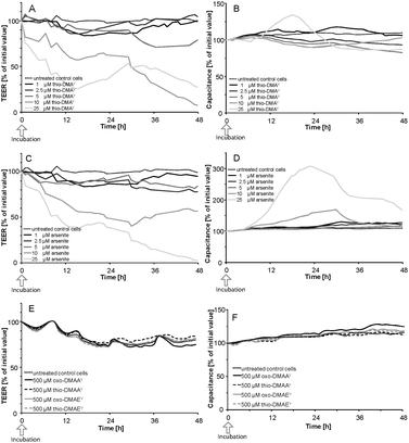 TEER (A, C, E) and capacitance values (B, D and F) after apical incubation of the Caco-2 barrier with thio-DMAV (A and B), arsenite (C and D) and oxo-DMAAV, oxo-DMAEV, thio-DMAAV and thio-DMAEV (E and F) data, expressed as % of an initial value; shown are representative measurements. Absolute TEER and capacitance were on average 1600 Ω cm2 and 4.5 μF cm−2, respectively.