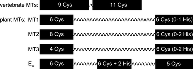 Schematic presentation of the investigated MT species with Cys-rich regions (black boxes, including numbers of Cys and His residues) and Cys-free amino acid linker (wavy lines) indicated. While the vertebrate MT sequences are 61–68 amino acids long, the lengths of the plant MTs vary between roughly 60 and 85 amino acids.