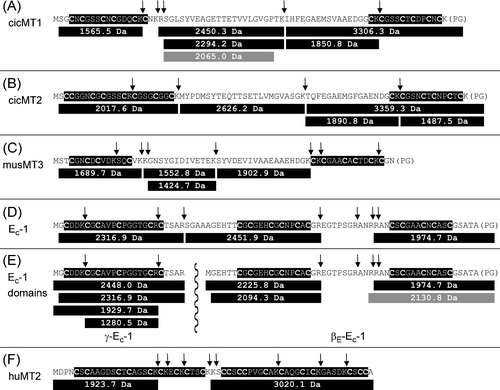 Peptide fragments of the different MT species observed with ESI-MS after trypsin cleavage. For each MT the amino acid sequence of the uncleaved protein is depicted with the Cys-rich regions highlighted in black and the potential trypsin cleavage sites indicated by vertical arrows. Below each sequence, the peptide fragments identified in the ESI-MS spectra are given, gray colored fragments result from unspecific cleavage of the protein. In part (E) of the figure the sequences of the two individually investigated domains of Ec-1 are also given: γ-Ec-1 (left side) separated from βE-Ec-1 by a vertical wavy line.