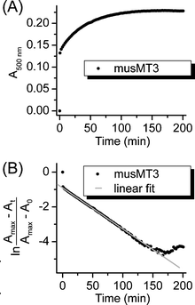Determination of first-order rate constants exemplified for musMT3 under control conditions. Panel (A) shows the experimental data from the competition experiment with PAR followed by UV/Vis spectroscopy at 500 nm. Panel (B) depicts the semi-log plot of the absorption data against time with Amax denoting the absorption value at equilibrium (A0 equals 0 in this case). The first fast ZnII release step is defined by the time points at 0 and 0.5 min and hence is not sufficiently defined for an analysis. The gray straight line shows the linear fit for the determination of the second slower ZnII release step.