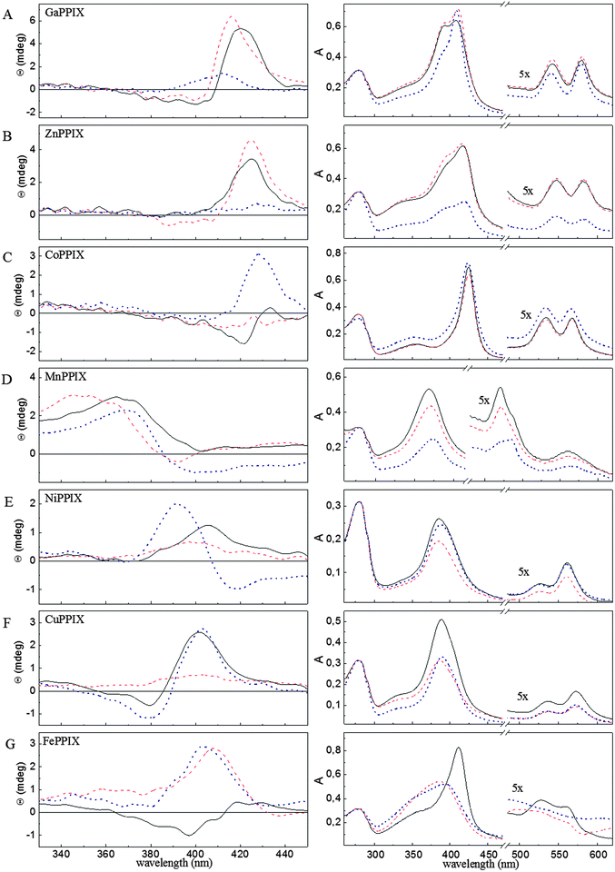 Circular dichroism (CD) analysis of non-iron metalloporphyrin binding to the HmuY haemophore of P. gingivalis. Soret region CD spectra (left panel) and absorbance spectra (right panel) of HmuY complexed with (A) Ga(iii)PPIX, (B) Zn(ii)PPIX, (C) Co(iii)PPIX, (D) Mn(iii)PPIX, (E) Ni(ii)PPIX, (F) Cu(ii)PPIX, and (G) Fe(iii)PPIX. Spectra are shown for the wild-type HmuY (solid black line) and its variants: His166Ala (dotted dark blue line), His134Ala/Met136Ala (dashed red line). All samples were incubated in 10 mM phosphate buffer, pH 7.8, for 24 h at 4 °C and excess metalloporphyrin was removed from the solution by gel filtration. Spectra were recorded for 100 μM proteins in 10 mM sodium phosphate buffer, pH 7.8.