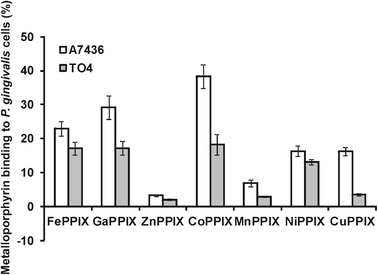 Binding of metalloporphyrins to P. gingivalis cells. P. gingivalis wild-type (A7436) and hmuY mutant (TO4) strains depleted of iron and haem were incubated in basal medium anaerobically at 37 °C for 1 h with metalloporphyrins (final concentration 10 μM). After centrifugation, the amount of metalloporphyrins remaining in the culture media was determined by absorbance measurements at wavelengths corresponding to their Soret λmax values. Results are shown as mean ± SD from two independent experiments performed in duplicate.