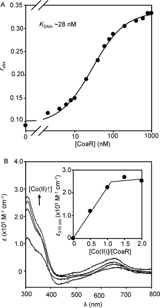 (A) Titration of coa-O/P DNA (10 nM) with recombinant CoaR monitoring fluorescence anisotropy. (B) Apo-subtracted difference spectra upon anaerobic titration of recombinant CoaR (4.7 μM) with Co(ii). Inset shows the Co(ii)-dependent change in absorbance at 310 nm.