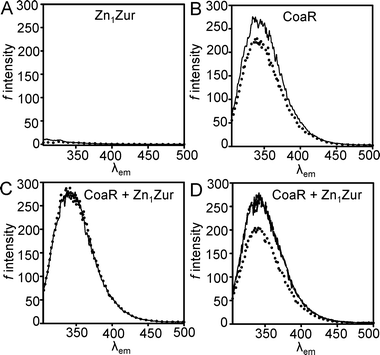 (A) Fluorescence emission spectra for Zn1Zur (5 μM) in the presence (dotted line) and absence (solid line) of one molar equivalent of Co(ii). (B) Emission spectra of CoaR (5 μM) in the absence (solid line) and presence (dotted line) of 0.9 molar equivalents of Co(ii). (C) Emission spectra from a solution of equimolar (5 μM) apo-CoaR and Zn1Zur (solid line) and after addition of 0.9 molar equivalents of Co(ii) (dotted line). (D) Emission spectra from an experiment analogous to (C) but with 0.9 molar equivalents Zn(ii) (dashed line, under solid line) followed by 1.1 molar equivalents of Co(ii) (dotted line). λex = 295 nm for all experiments.