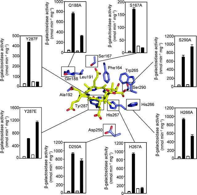 A simplified model of the predicted tetrapyrrole binding site of CoaR is shown (central panel) in complex with hydrogenobyrinic acid. Residues spatially analogous to tetrapyrrole ligands in CobH are annotated (see Fig. S8, ESI). Outer panels show expression from the coaT promoter in E. coli cells containing pET3acoa and variants of coaR, in the absence (open bars) or presence (closed bars) of 100 μM CoCl2. In each dataset the left hand bars represent a wild-type CoaR control performed in the same assay. All data are mean activities from assays performed in triplicate shown with standard deviations.