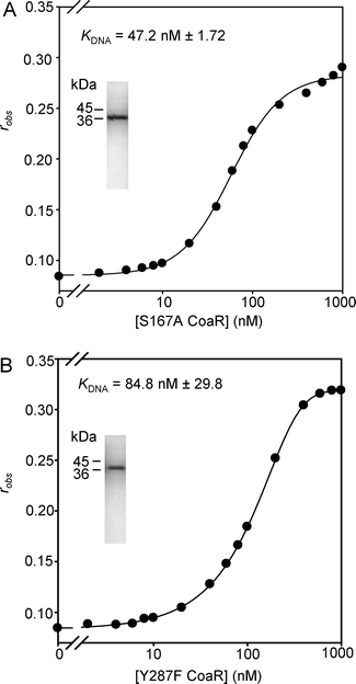 Titrations of coa-O/P (10 nM) with CoaR variants S167A (A) and Y287F (B) that are Co(ii) non-responsive, monitoring fluorescence anisotropy. Purity and molecular mass of recombinant CoaR variants are shown by SDS-PAGE (insets).